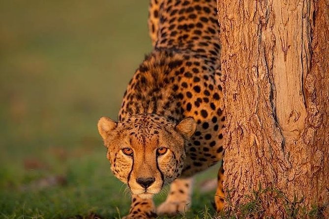 Ngorongoro Adventures in a day - Why Ngorongoro works so well for a one-day safari