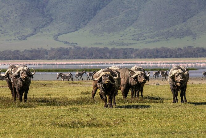 Ngorongoro Crater Day Trip - Final call: should you book it?