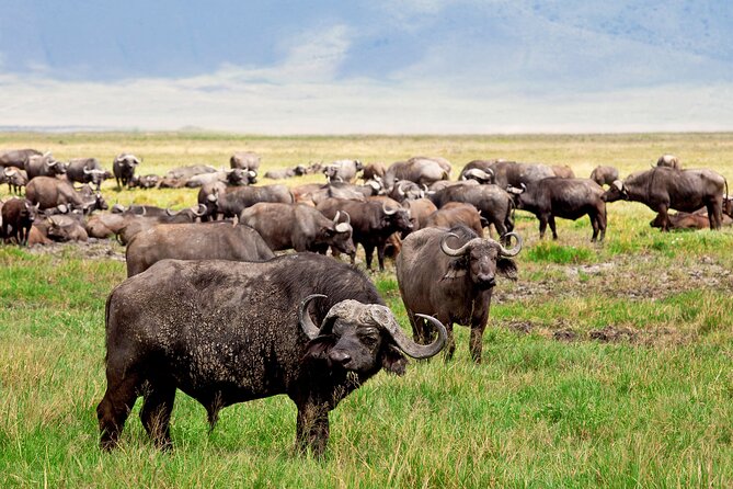 Ngorongoro Crater Day Trip – Shared Group Safari - The 6:00 am departure and 190-kilometer road journey