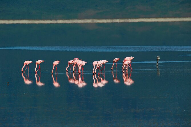 Ngorongoro Crater Day Trip – Shared Group Safari - Lake Magadi and the flamingo stop