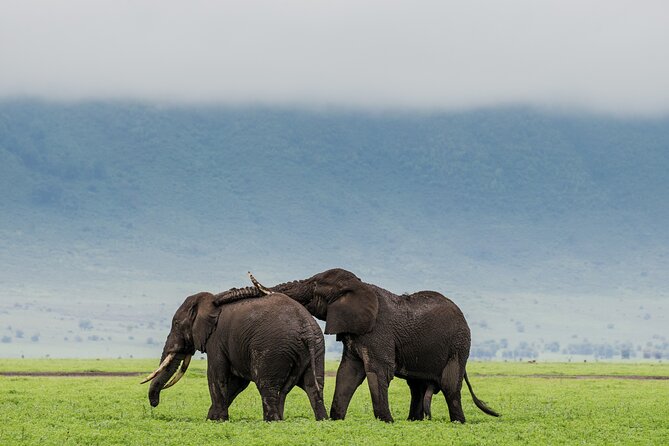Ngorongoro Crater Day Trip – Shared Group Safari - The crater rim viewpoint before the descent