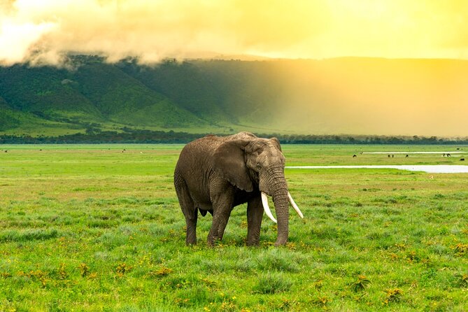 Ngorongoro Crater Exclusive: A Journey into Africa’s Eden - Why this private Ngorongoro day is appealing