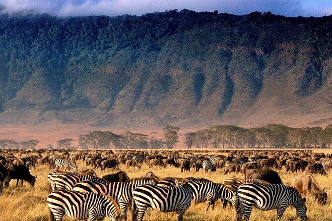 Ngorongoro Crater Exclusive: A Journey into Africa’s Eden - The 8:30 am Crater Rim view