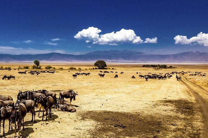 Ngorongoro Crater Exclusive: A Journey into Africa’s Eden - Descending for the Big Five game drive