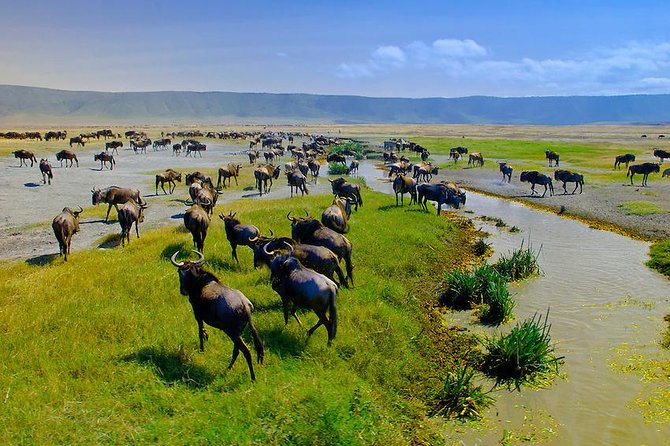 Ngorongoro Crater Exclusive: A Journey into Africa’s Eden - The 6:00 am departure from Arusha