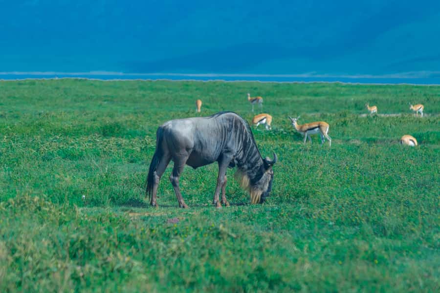 Ngorongoro Crater: Full-Day Safari Tour - Entering the crater and starting the game drive