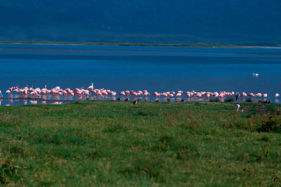 Ngorongoro Crater: Full-Day Safari Tour - Food, water, and what to pack