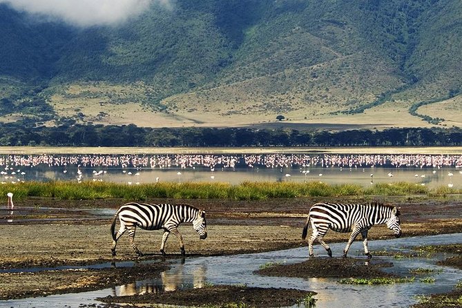 Ngorongoro Day Trip - Key Points Before You Book