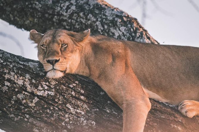 Northern-circuit Adventure - Olduvai Gorge: where the safari reaches far back in time