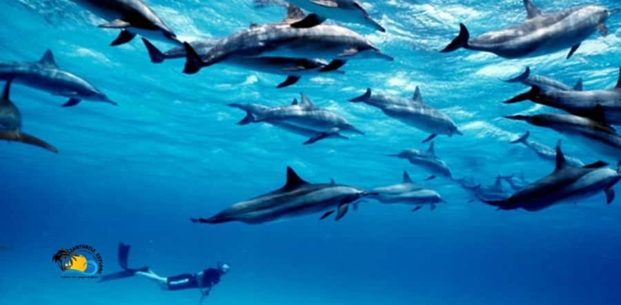 Nungwi: Mnemba Atoll Dolphins Tour with Snacks | Half-day - Key points to know before booking