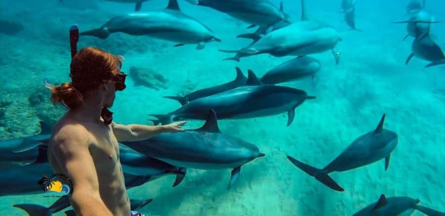 Nungwi: Mnemba Atoll Dolphins Tour with Snacks | Half-day - Snorkeling among Mnemba’s reef fish