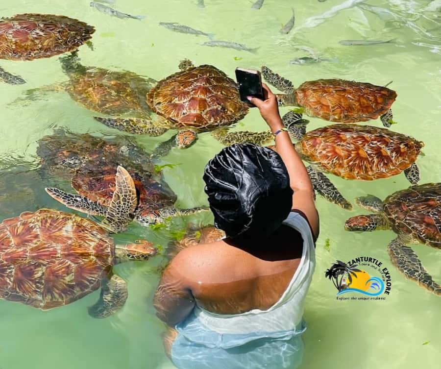 Nungwi: Swimming with Turtles at The Lagoons Zanzibar - The experience at a glance
