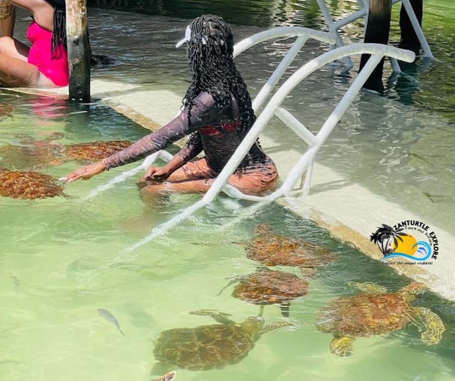 Nungwi: Swimming with Turtles at The Lagoons Zanzibar - Feeding sea turtles with sea grass
