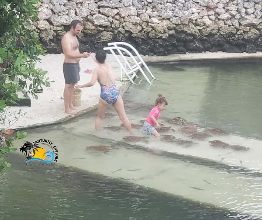 Nungwi: Swimming with Turtles at The Lagoons Zanzibar - What makes the conservation work important