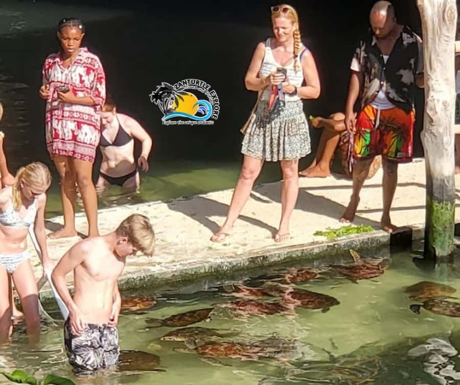 Nungwi: Swimming with Turtles at The Lagoons Zanzibar - The pace of a two-hour visit