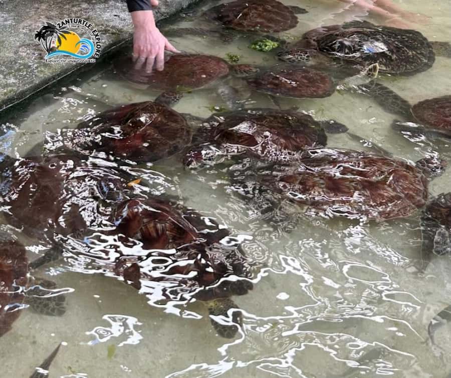 Nungwi: Swimming with Turtles at The Lagoons Zanzibar - A calm welcome before the water