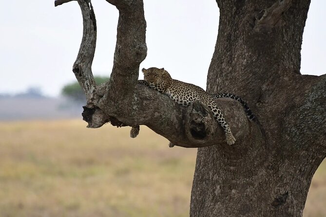 Off the Beaten Track Safari in Arusha Tanzania - Lake Manyara finishes with forest, water, and birdlife