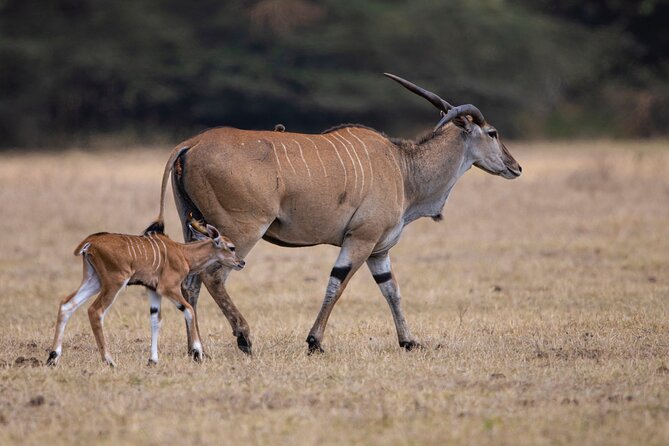 Off the Beaten Track Safari in Arusha Tanzania - Tarangire brings elephants and dry-season action