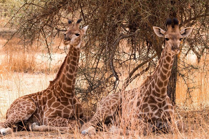 One-Day Safari Tour from Zanzibar with Lunch and Pick Up - From a 4:00 AM Start to Selous Mtemere Airstrip
