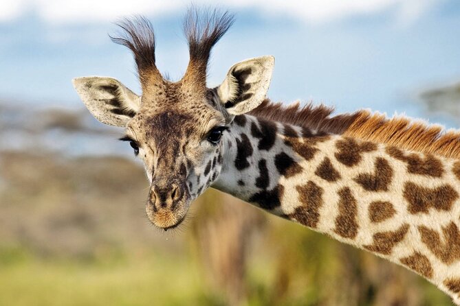 One-Day Safari Tour from Zanzibar with Lunch and Pick Up - Group Size, Transport, and Comfort