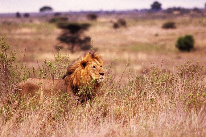 One-Day Safari Tour from Zanzibar with Lunch and Pick Up - Nine Hours Around Selous Game Reserve