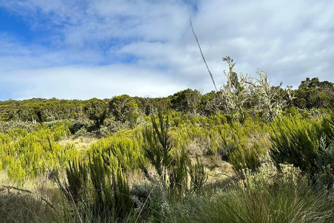 One Kilimanjaro Day hike Tour ISMANI TOURS AND SAFARIS - The descent back to Marangu Gate