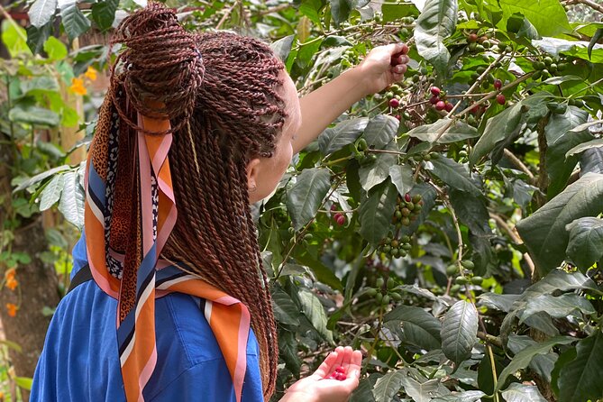 Organic Coffee Tour and Local Food Experience in Arusha - What the guide and group format mean