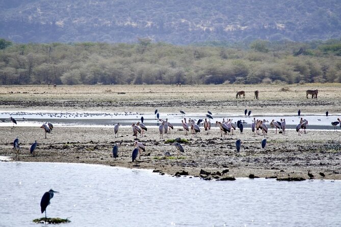 Outstanding day trip to Tarangire National Park - Swamps, birds, and the quieter side of Tarangire