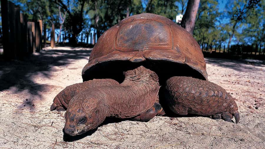 Prison Island: Private Half-Day Tour - Meeting the giant tortoises