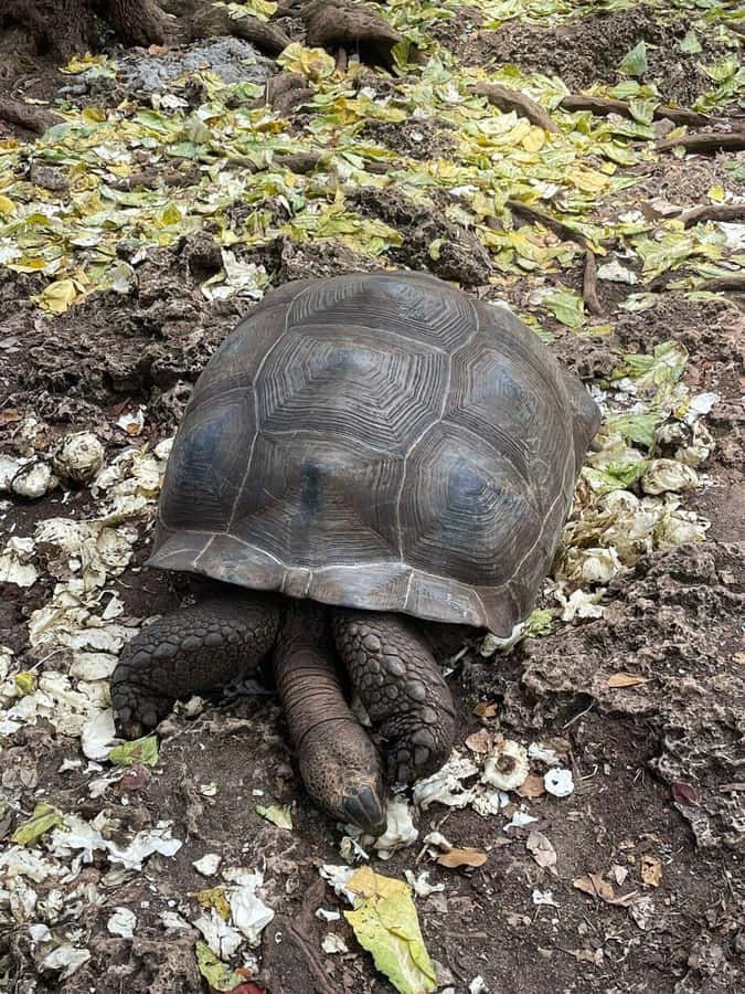 Prison Island, Sea Turtles, Rock Restaurant & Relax in Beach - FAQ