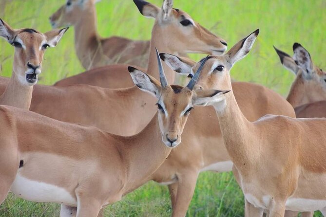 Private 3 Days 2 Nights Mikumi Adventures - A Maasai village visit adds a different kind of insight