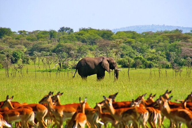Private 3 Days 2 Nights Mikumi Adventures - What the $700 price covers