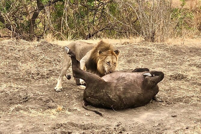 Private 3 Days 2 Nights Mikumi Adventures - Day two: a long morning among Mikumi’s animals