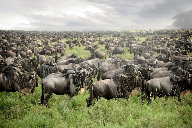 Private 4-Days Northern Circuit National Parks in Tanzania - Key points to know before you book