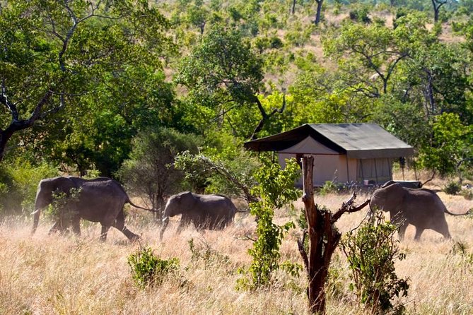 Private 4-Days Northern Circuit National Parks in Tanzania - Day 2: Forest walking in the Ngorongoro Conservation Area