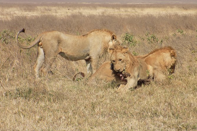 Private 4 Days Wildlife Safari at Tanzania - Day 2: The long road to central Serengeti