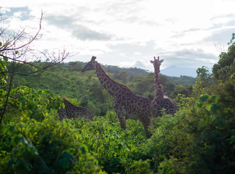 Private 4x4 Vitara Safari in Arusha National Park - Key points at a glance
