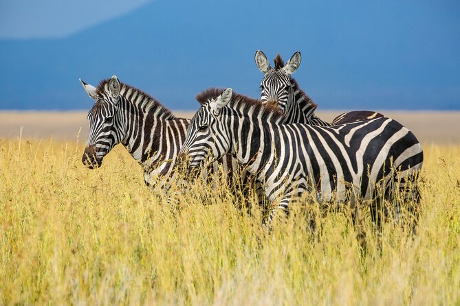 Private 5-Days Serengeti Trails with Kojuu Safaris - Day five: a quiet Arusha finish