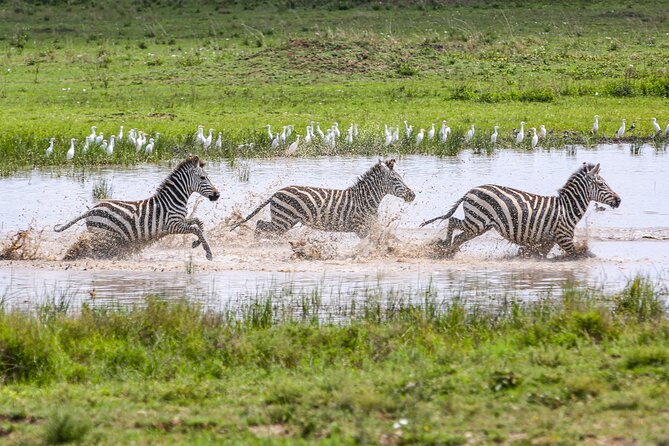 Private 5-Days Serengeti Trails with Kojuu Safaris - The private format and the people behind it