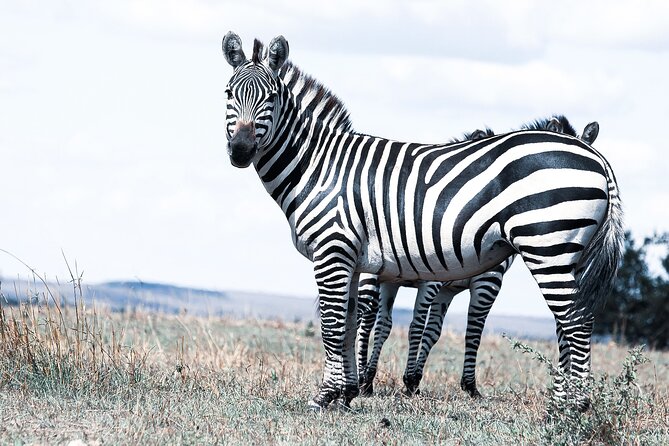 Private 5-Days Serengeti Trails with Kojuu Safaris - Arrival at Kilimanjaro Airport and your Arusha night