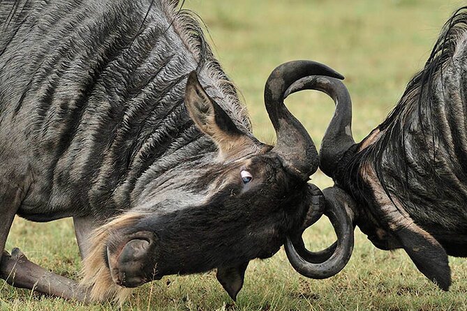 Private 6-Day Great Migration Ndutu Serengeti Safari Tour - Why the Ndutu calving season matters