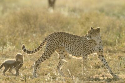 Private 6-Day Great Migration Ndutu Serengeti Safari Tour