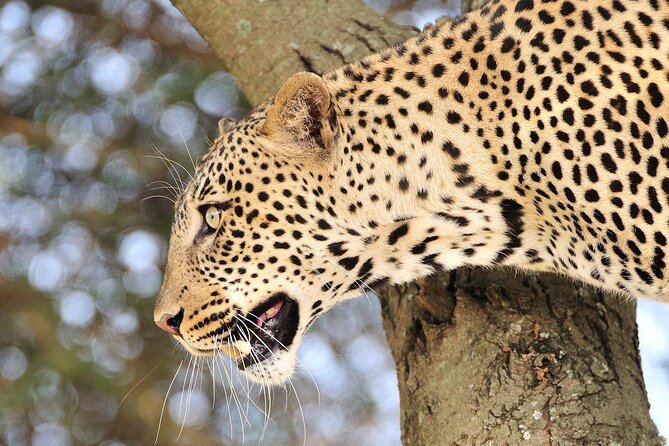 Private 6-Day Great Migration Ndutu Serengeti Safari Tour - Day 5: From the Serengeti toward Ngorongoro Crater
