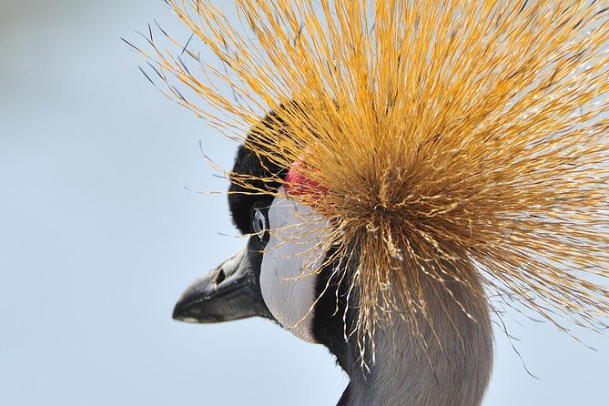 Private 6-Day Great Migration Ndutu Serengeti Safari Tour - Day 6: Lake Manyara’s birds, forest, and cliffs