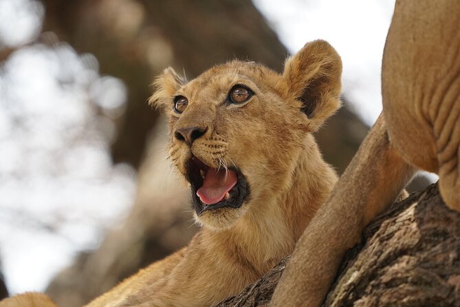 Private 6-Day Tarangire Manyara Crater and Serengeti with Mid-Range Lodges - Day 5: Inside Ngorongoro Crater