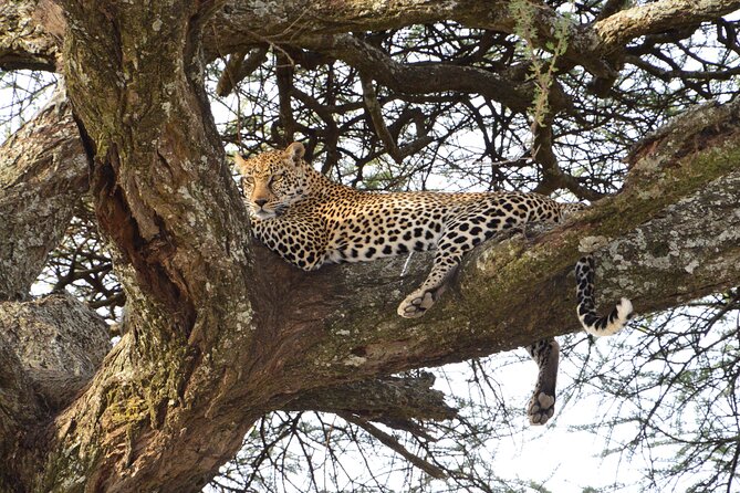 Private 7-Day Tanzania Camping Safari - Days 2 and 3: Lake Manyara and the return to Serengeti