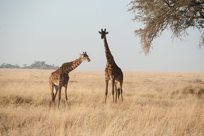 Private 7-Day Tanzania Camping Safari - Days 4 and 5: The best stretch in central Serengeti