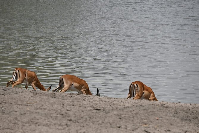 Private 7-Day Tanzania Camping Safari - Camping, meals, and the people who make the difference