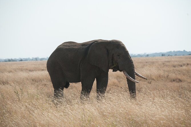 Private 7-Day Tanzania Camping Safari - Is $2,600 per person good value?