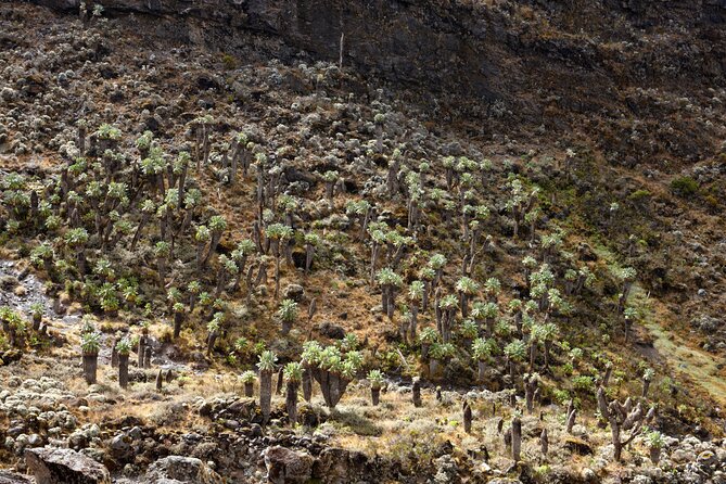 Private 8 day Northern Circuit Kilimanjaro Climb - Day 7: Hans Meyer Cave, Gilman’s Point, and Uhuru Peak